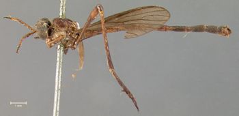 Media type: image;   Entomology 7573 Aspect: habitus lateral view